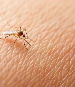 Dengue poupa 48 municípios goianos em meio a cenário de alerta no estado