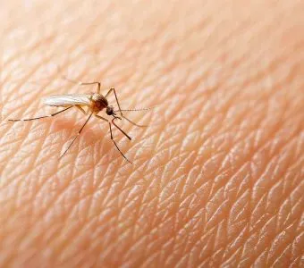 Dengue poupa 48 municípios goianos em meio a cenário de alerta no estado