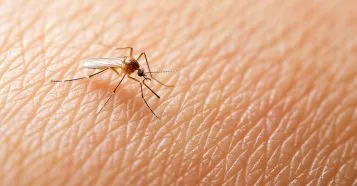 Dengue poupa 48 municípios goianos em meio a cenário de alerta no estado
