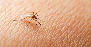 Dengue poupa 48 municípios goianos em meio a cenário de alerta no estado