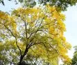Ipês em flor: 80 mil árvores transformam a paisagem e embelezam Goiânia