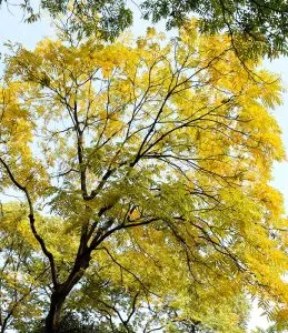 Ipês em flor: 80 mil árvores transformam a paisagem e embelezam Goiânia