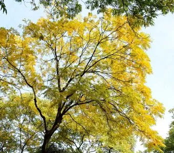 Ipês em flor: 80 mil árvores transformam a paisagem e embelezam Goiânia