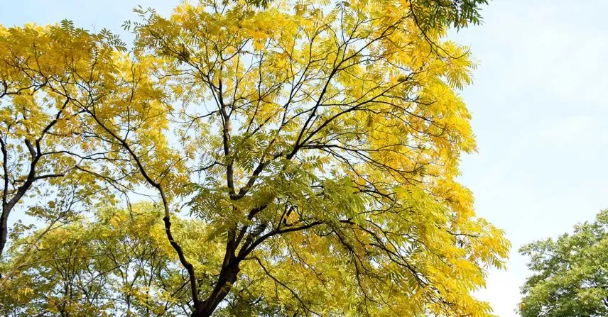 Ipês em flor: 80 mil árvores transformam a paisagem e embelezam Goiânia