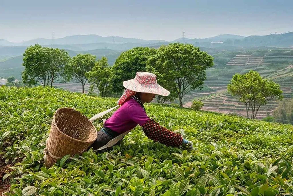 Chá Verde: 10 Benefícios comprovados para saúde, emagrecimento e bem-estar Plantação de chá verde em terraços na Ásia, com trabalhadores colhendo as folhas.