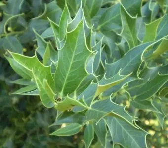 Chá de espinheira-santa: o alívio natural para azia, gastrite e má digestão