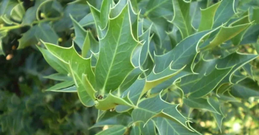 Chá de espinheira-santa: o alívio natural para azia, gastrite e má digestão
